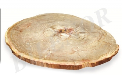 Fossiler Baum