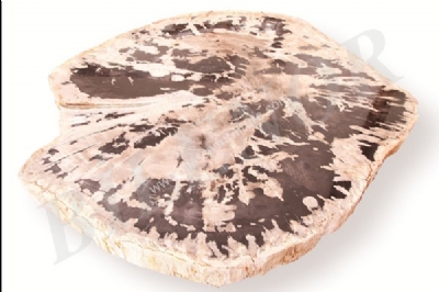 Fossiler Baum
